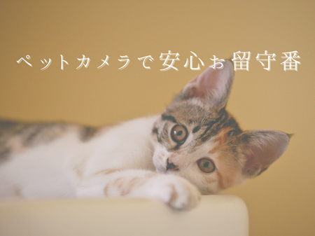 🐶ペットカメラで安心お留守番😺