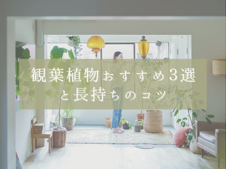 🍃お家にグリーンをプラス！初心者でも育てやすい観葉植物おすすめ３選と長持ちのコツ